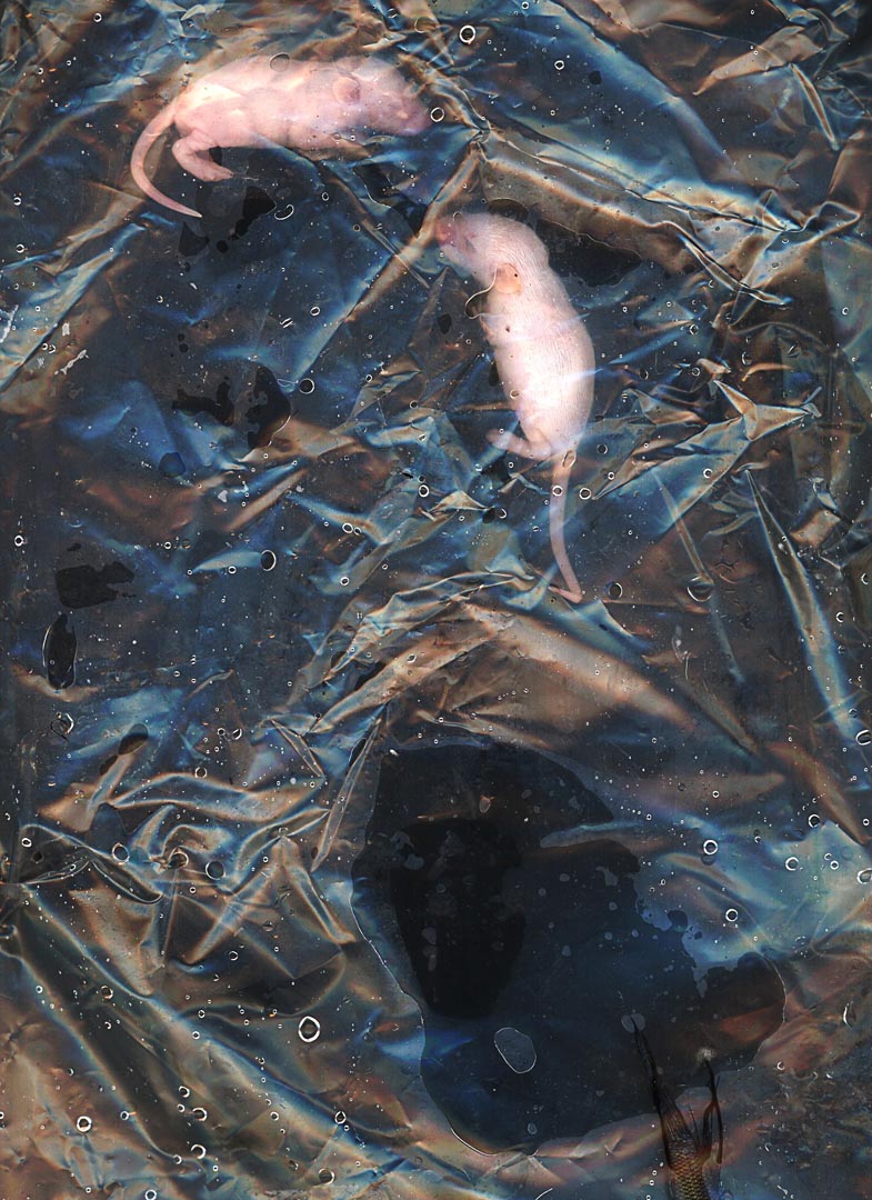 2 mice fish bag