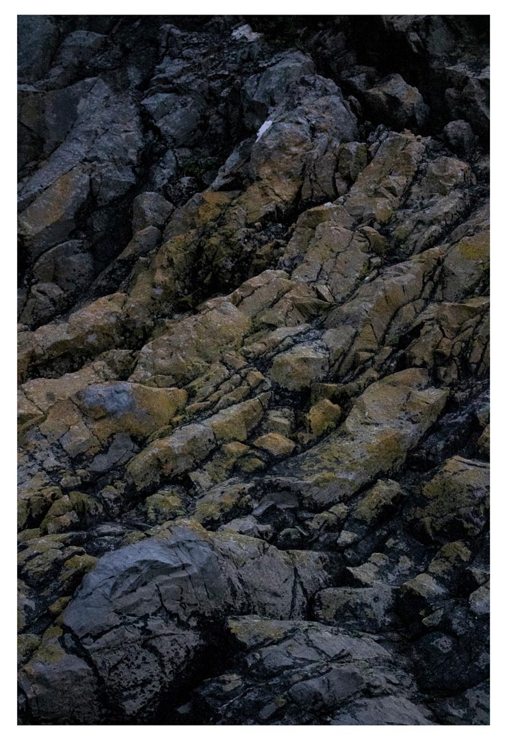 Emily Sullivan Biophilia 11