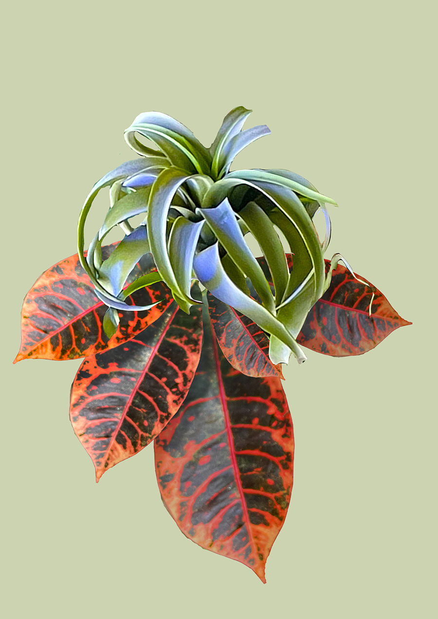 Hybrid5_Emma Squire_SPDT