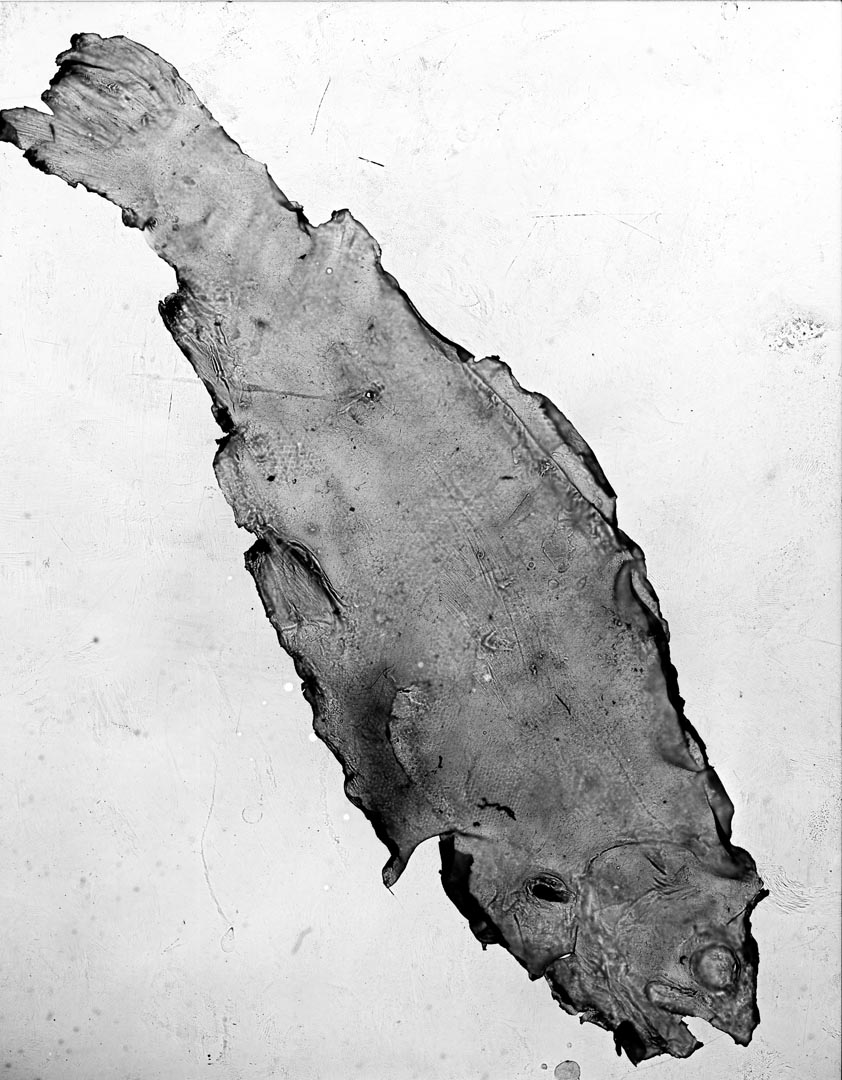 feesh inverted