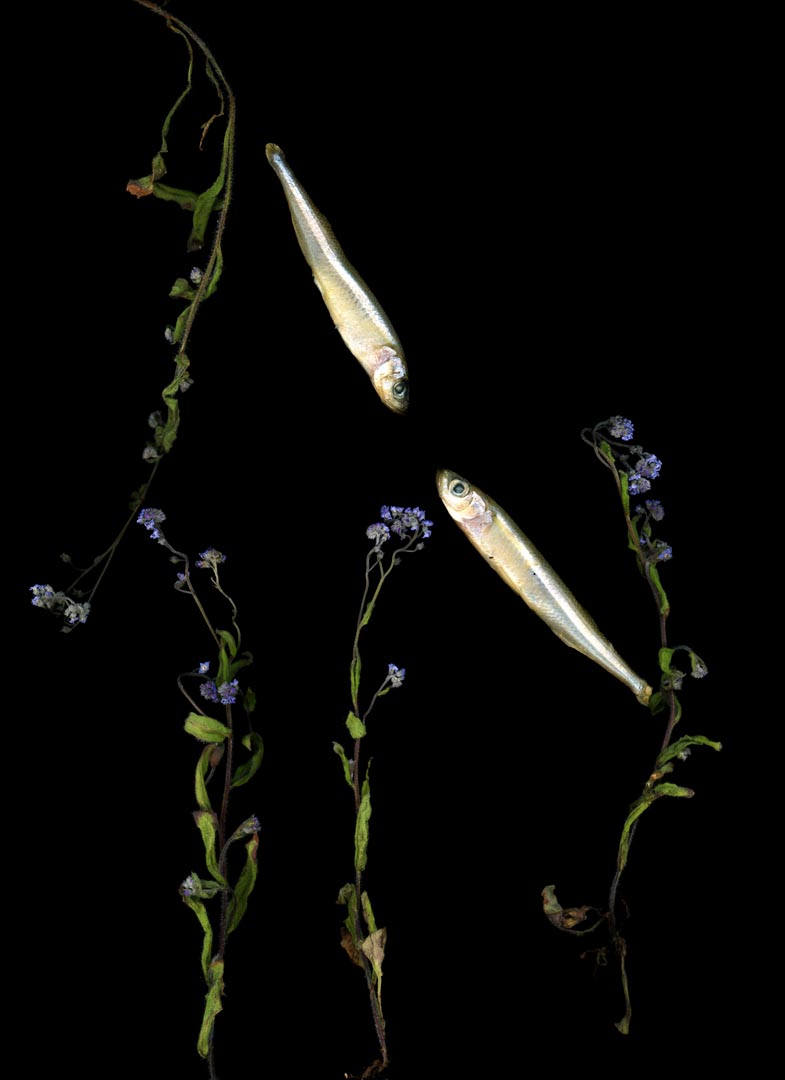 fish flower1