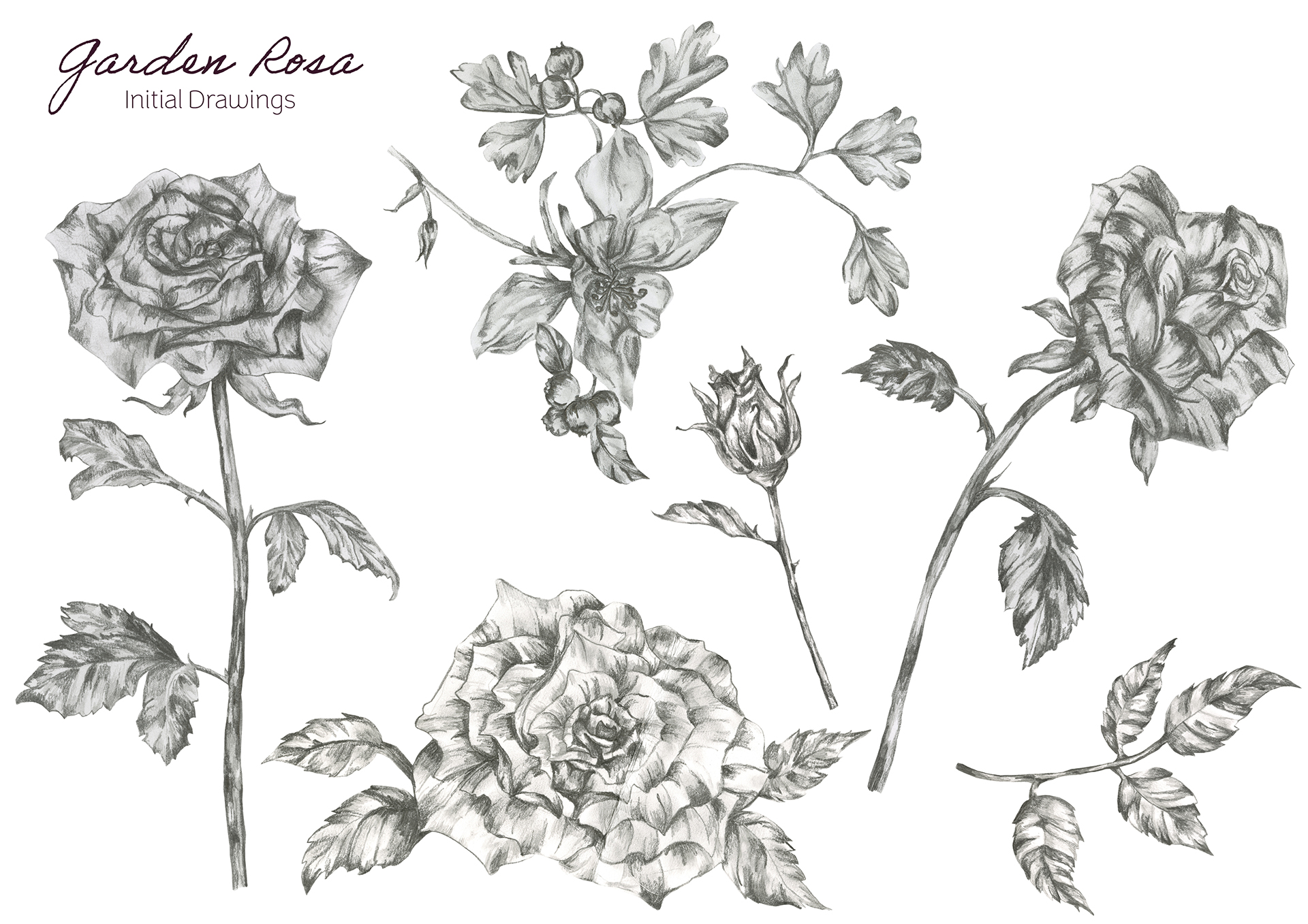 gardenrosadrawings_oliwiamielczarek_SPT