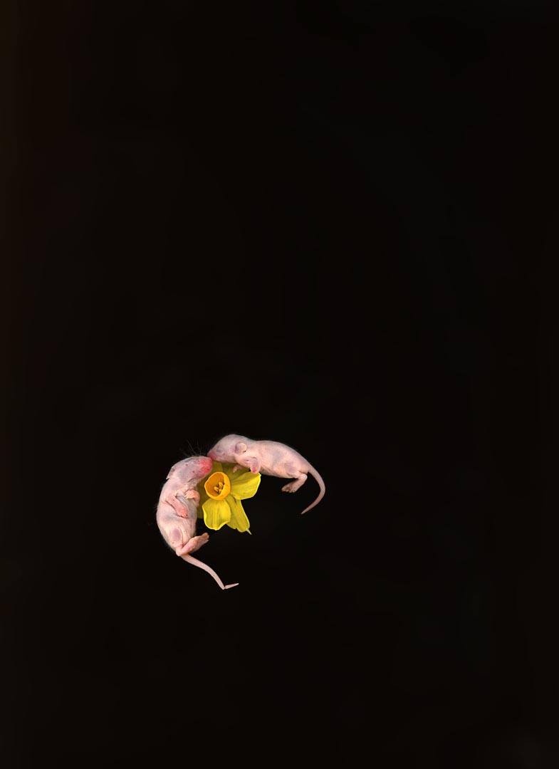 mice snif flower