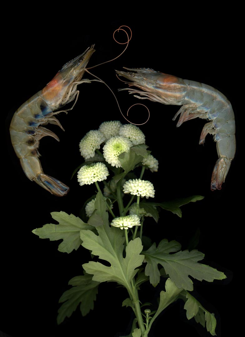 shrimp 3