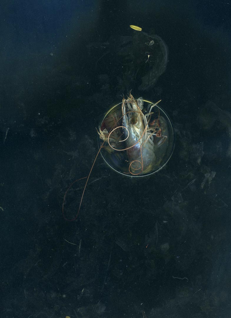 shrimp in a glass copy