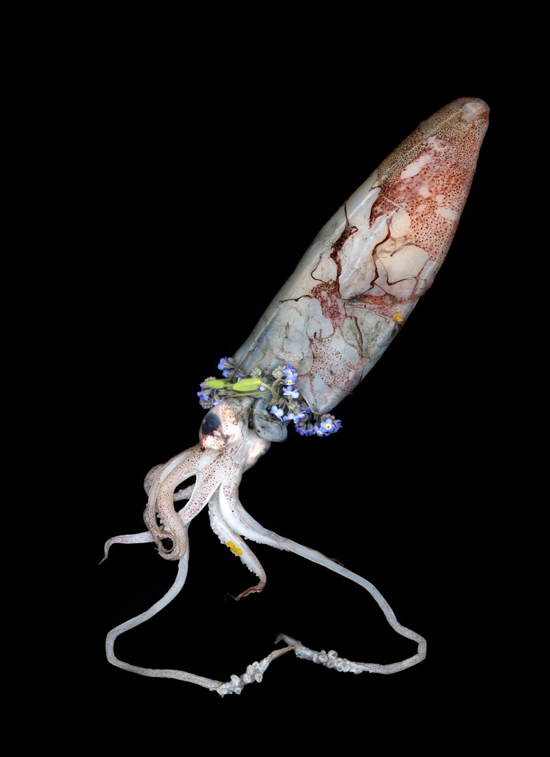 squid seven